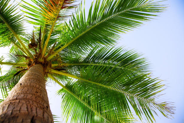 Фотообои пальма ветви (nature-0000805)
