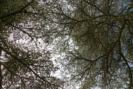 Фотообои деревья снизу крона (nature-00619)