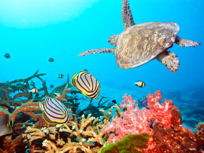 Фотообои для ванны океан черепаха (underwater-world-00011)