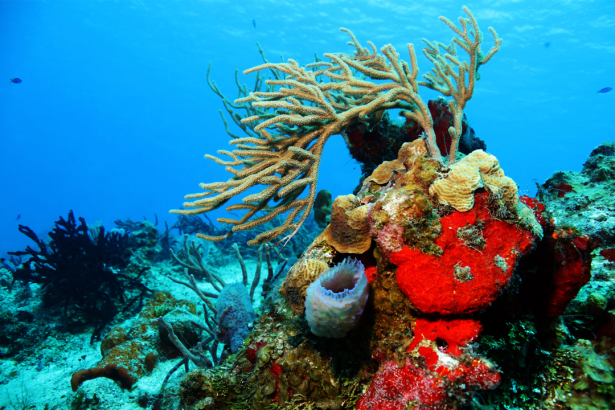Фотообои в ванную кораллы риф рыбки (underwater-world-00196)