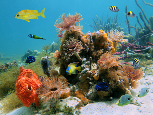 Фотообои в ванную подводный мир риф (underwater-world-00197)