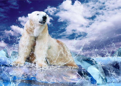 Фотообои белый медведь на льду (animals-0000050)