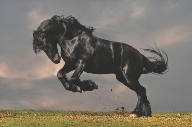 Фотообои черный конь (animals-0000071)