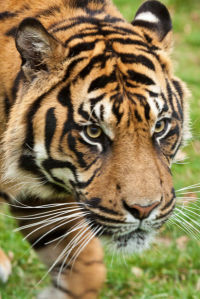 Фотообои тигр глолова (animals-0000094)