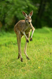 Фотообои кенгуру в поле (animals-0000430)