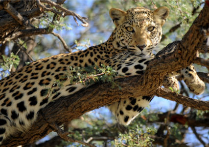 Фотообои Леопард (animals-0000451)