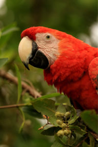 Фотообои красный ара на ветке (animals-0000479)