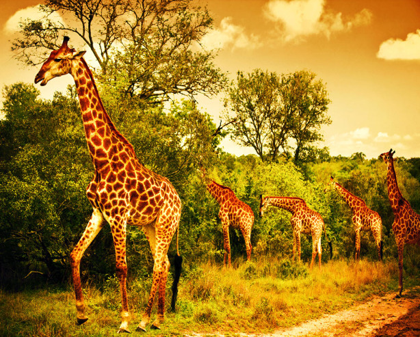 Фотообои стадо жирафов (animals-522)