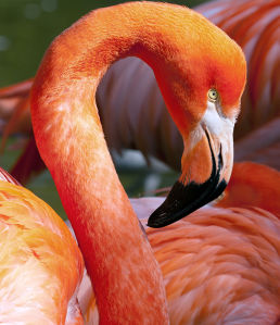 Фотообои Фламинго (animals-565)