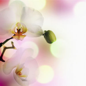 Белая орхидея Фотообои на стену цветы (flowers-0000046)