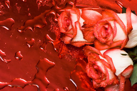 Алая, красная роза красивые цветы фото обои (flowers-0000082)