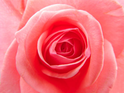 Кремовая роза фотообои цветов (flowers-0000284)
