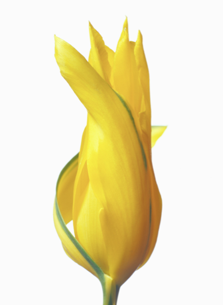Фотообои на стену цветок - Желтый тюльпан (flowers-0000363)