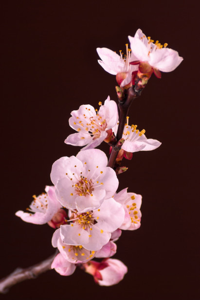Мимолетное цветение сакуры