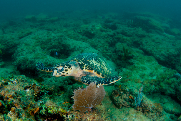 Фотообои кораллы черепаха глубина (underwater-world-00041)