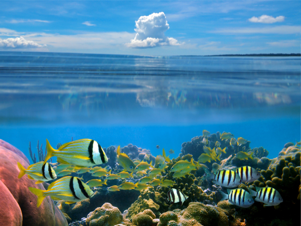 Фотообои подводой море рыбки (underwater-world-00052)