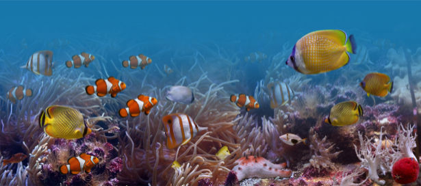 Рыбки подводный мир обои фотообои (underwater-world-00060)