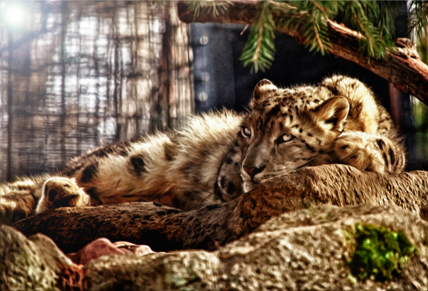 Фотообои тигр на отдыхе (animals-0000019)