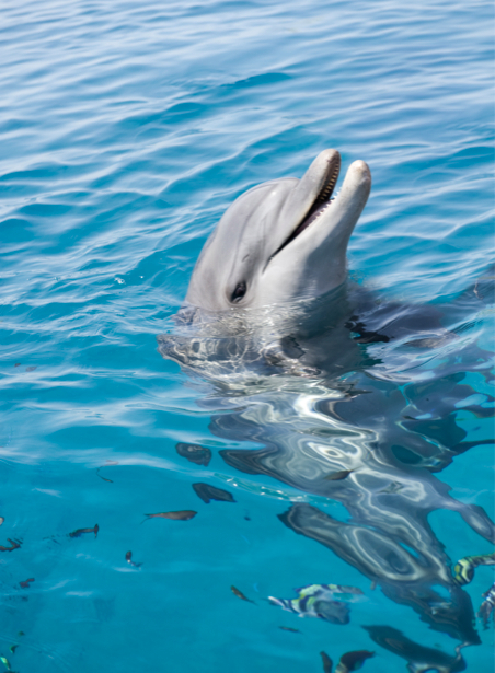 Фотообои в воде дельфин (animals-0000111)