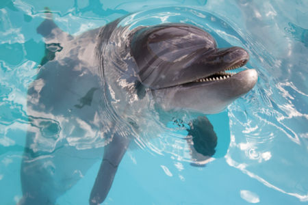 Фотообои дельфин в воде (animals-0000271)