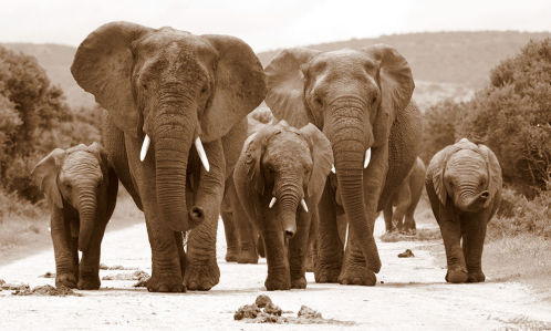Фотообои Слонов на дороге (animals-553)
