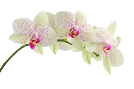 Белая орхидея фотообои цветов на стену (flowers-0000054)