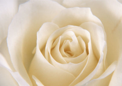 Белая роза фотообои на стену цветы (flowers-0000095)