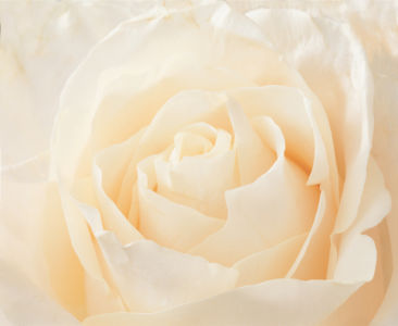 Белая роза фотообои на стену цветы (flowers-0000096)