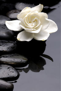 Фото обои на стену камешки и белый цветок (flowers-0000406)