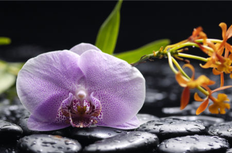 Обои фото цветок орхидея, камешки (flowers-0000552)