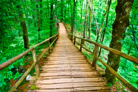 Фотообои природные пейзажи мост в лесу (nature-00159)