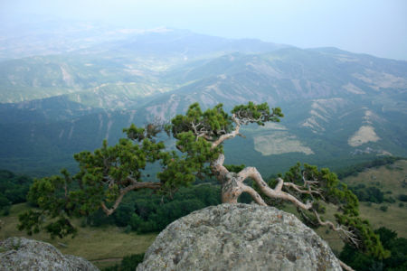 Фотообои сосна в камне горы (nature-00485)
