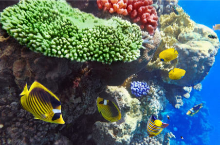 Подводный мир, кораллы, рыбки (underwater-world-00152)