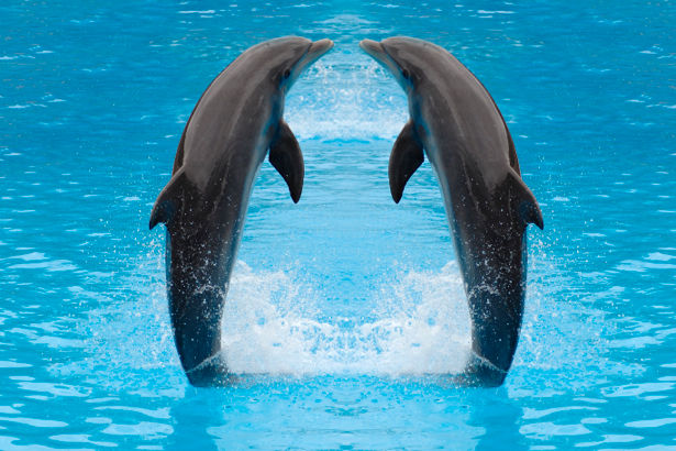 Фотообои дельфины парочка (animals-0000072)