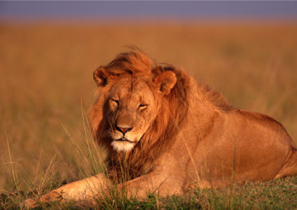 Фотообои на поле лев, львица (animals-0000081)