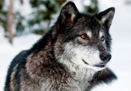 Фотообои волк зимой (animals-0000240)