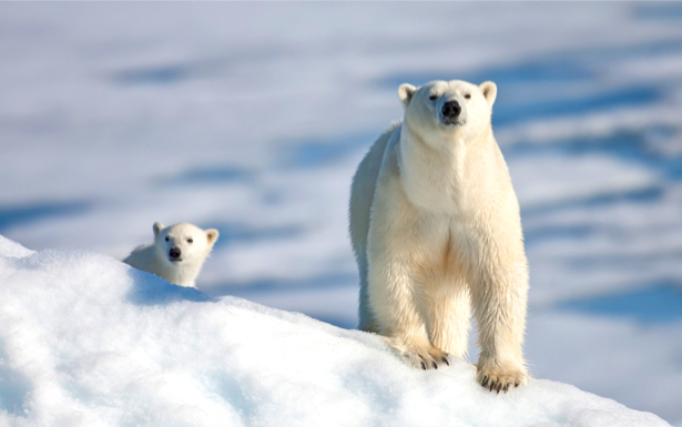 Фотообои белый медведь снег (animals-0000262)
