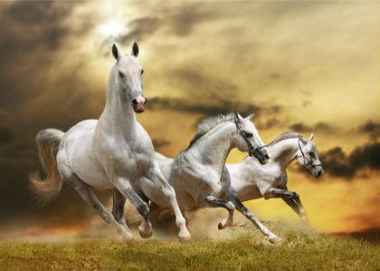Фотообои белые лошади на закате (animals-0000286)