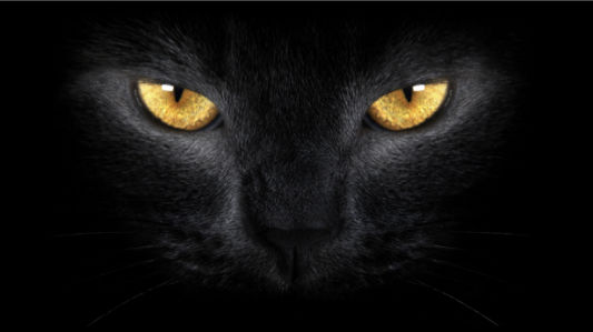 Фотообои черный кот (animals-0000312)