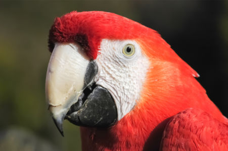 Фотообои красный ара портрет (animals-0000478)
