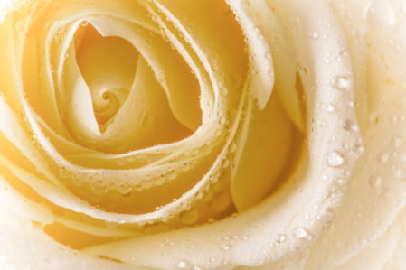 Цветок фото обои кремовая роза (flowers-0000656)