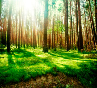 Фотообои с природой лес солнце (nature-00005)