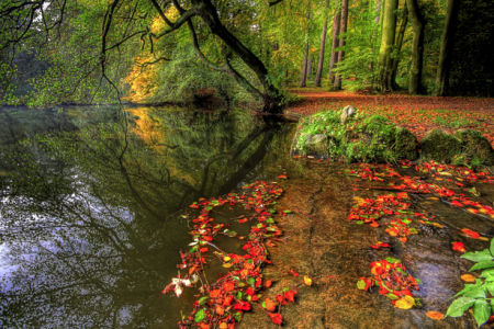 Фотообои виды природы река в лесу (nature-00083)