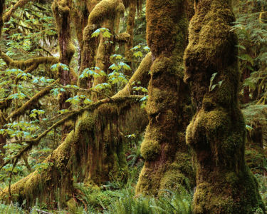 Фотообои лес травка дерево (nature-00217)