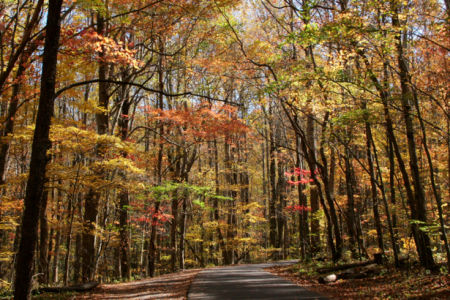Фотообои дорога в лесу осень (nature-00441)