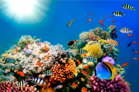 Фотообои ванная подводный мир окиана (underwater-world-00008)