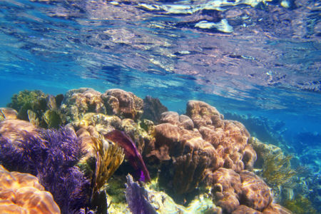 Фотообои для ванны подводные кораллы (underwater-world-00174)