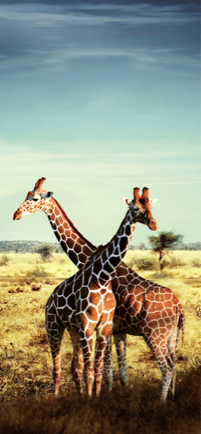 Фотообои в зал жирафы сафари (animals-0000001)