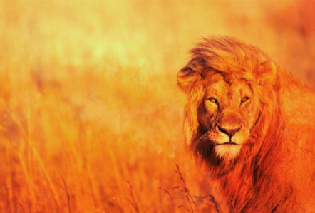 Фотообои лев дикая природа (animals-0000076)