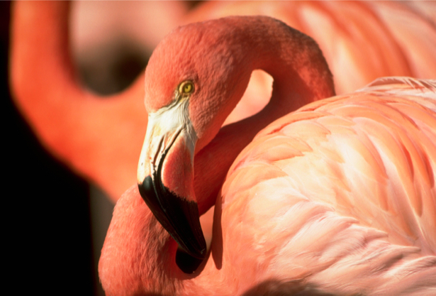 Фотообои в зал розовый фламинго (animals-0000077)